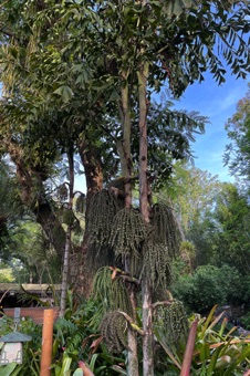 Socratea exorrhiza at Disney World.